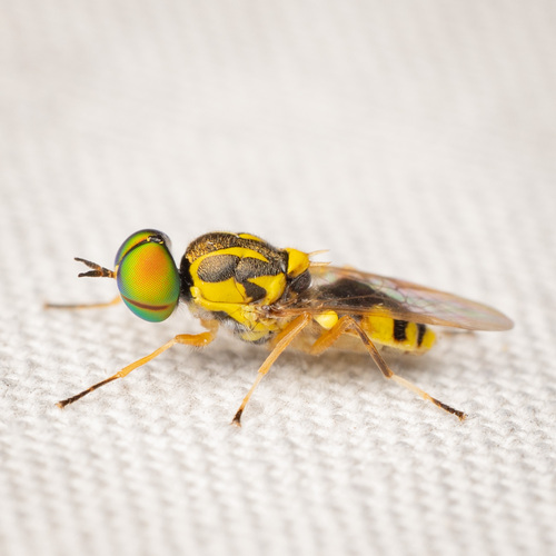 Crowned Euparyphus photo 5