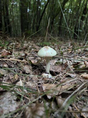 Gelber Knollenblätterpilz