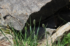 Alopecurus glacialis