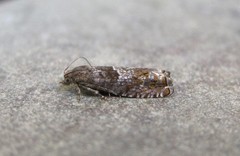 Epinotia solicitana
