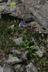 Veronica gentianoides