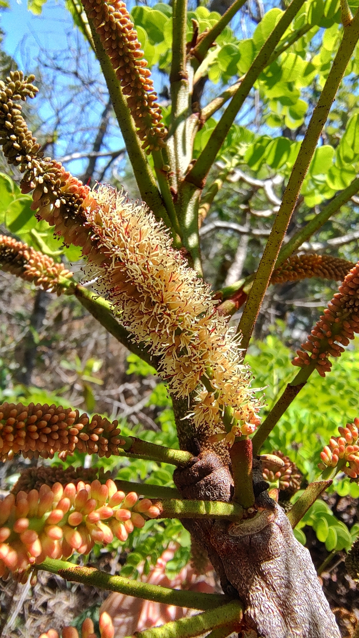 Stryphnodendron adstringens