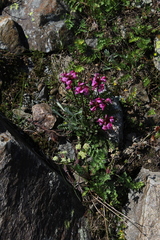 Pedicularis nordmanniana