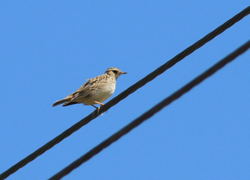 Alondra totovía (Lullula arborea)