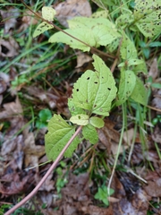 Conoclinium coelestinum