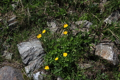 Potentilla ruprechtii