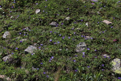 Campanula tridentata biebersteiniana
