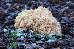 Ramaria formosa