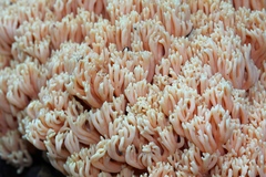 Ramaria formosa