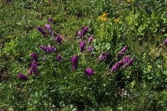 Hedysarum caucasicum