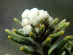 Phylica axillaris maritima