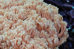 Ramaria formosa