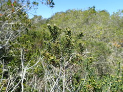 Phylica axillaris maritima