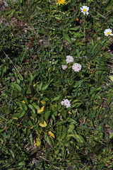 Valeriana alpestris