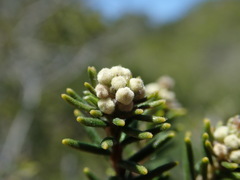 Phylica axillaris maritima
