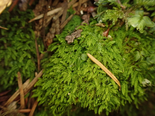 Whipple's claopodium moss (Claopodium whippleanum)