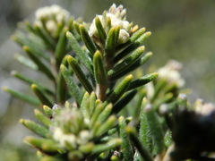 Phylica axillaris maritima