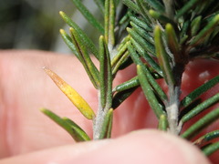 Phylica axillaris maritima