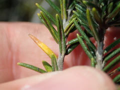 Phylica axillaris maritima