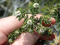 Phylica axillaris maritima