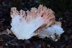 Ramaria formosa