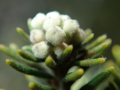 Phylica axillaris maritima