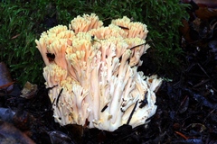Ramaria formosa