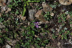 Corydalis conorhiza