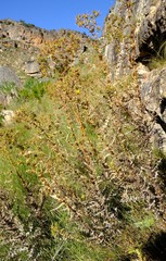 Berkheya viscosa
