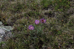 Psephellus caucasicus