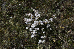 Gypsophila tenuifolia