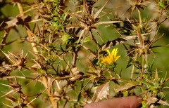 Berkheya viscosa