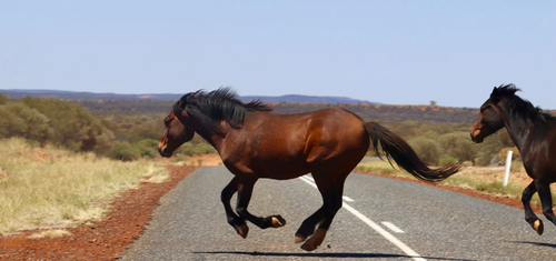 Domestic Horse