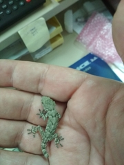 Tarentola mauritanica