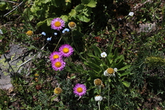 Erigeron caucasicus venustus