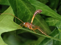 Enicospilus sausi