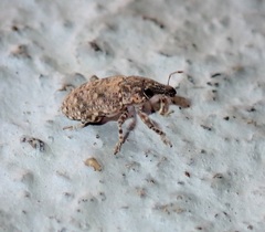 Neocleonus maculipes