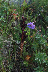 Orobanche gamosepala