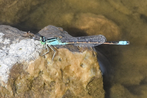 Desert Forktail photo 5