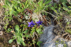 Gentiana dshimilensis