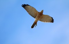 Accipiter brevipes