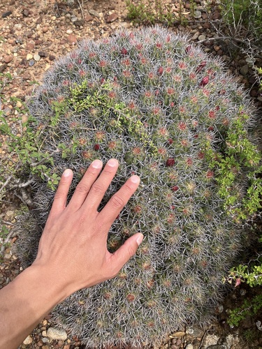 Echinocereus maritimus