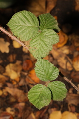 Rubus tuberculatus