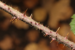 Rubus tuberculatus