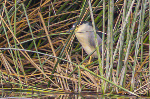iNaturalist observation photo of Black-crowned Night Heron