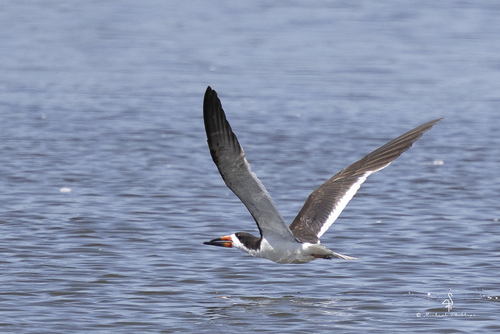 iNaturalist observation photo of Black Skimmer