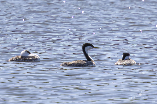 iNaturalist observation photo of Western Grebe