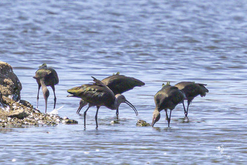 iNaturalist observation photo of White-faced Ibis