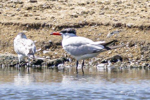 iNaturalist observation photo of Caspian Tern