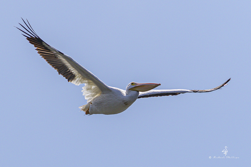iNaturalist observation photo of American White Pelican